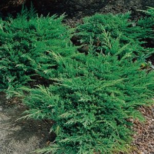 Borievka rozprestretá (Juniperus horizontalis) ´PRINCE OF WALES´, priemer rastliny 40-50, výška 10-15 cm, kont. C3L 